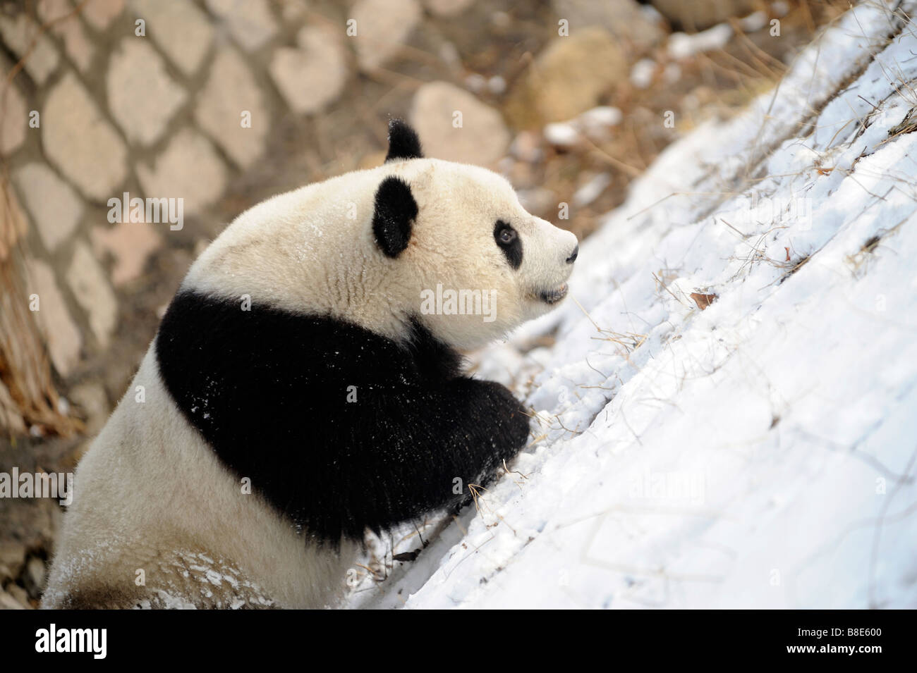 Un panda gigante presso il Beijing Zoo. 19-Feb-2009 Foto Stock