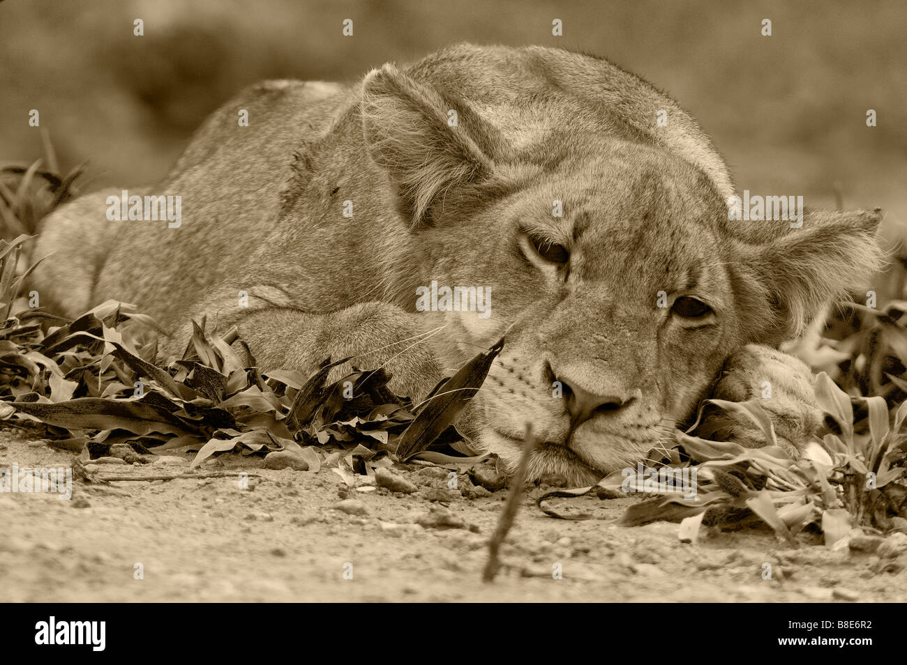 Assonnato giovani LION CUB Foto Stock