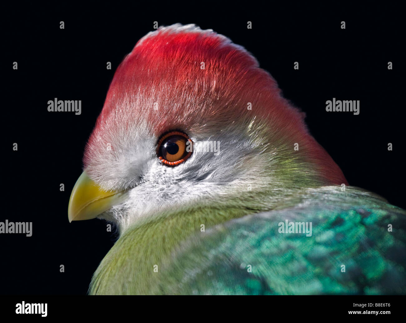 Red Crested's Turaco (tauraco erythrolophus), Regno Unito Foto Stock