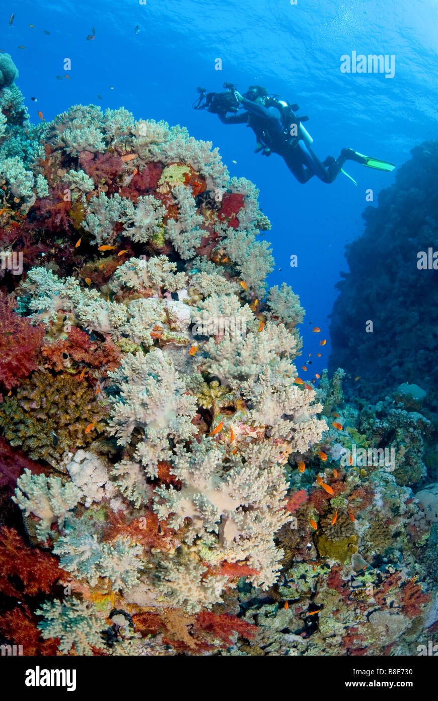 Fotocamera Subacquea la cattura di pulsazione di vita della barriera corallina. A Marsa Alam, Egitto Foto Stock
