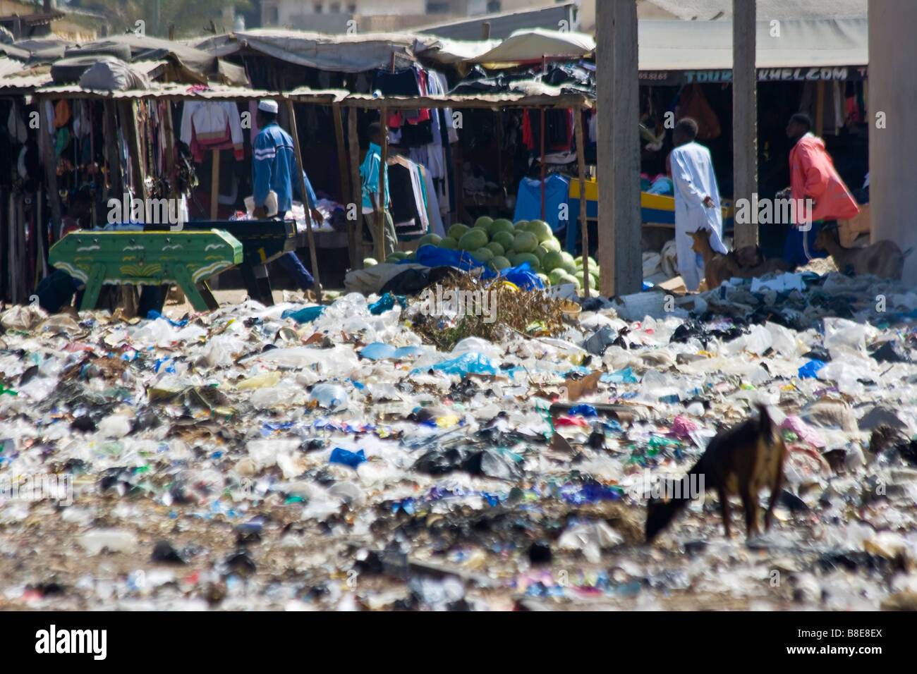 Alimentazione di capra sulla spazzatura in una zona inquinata in St Louis in Senegal Africa Foto Stock