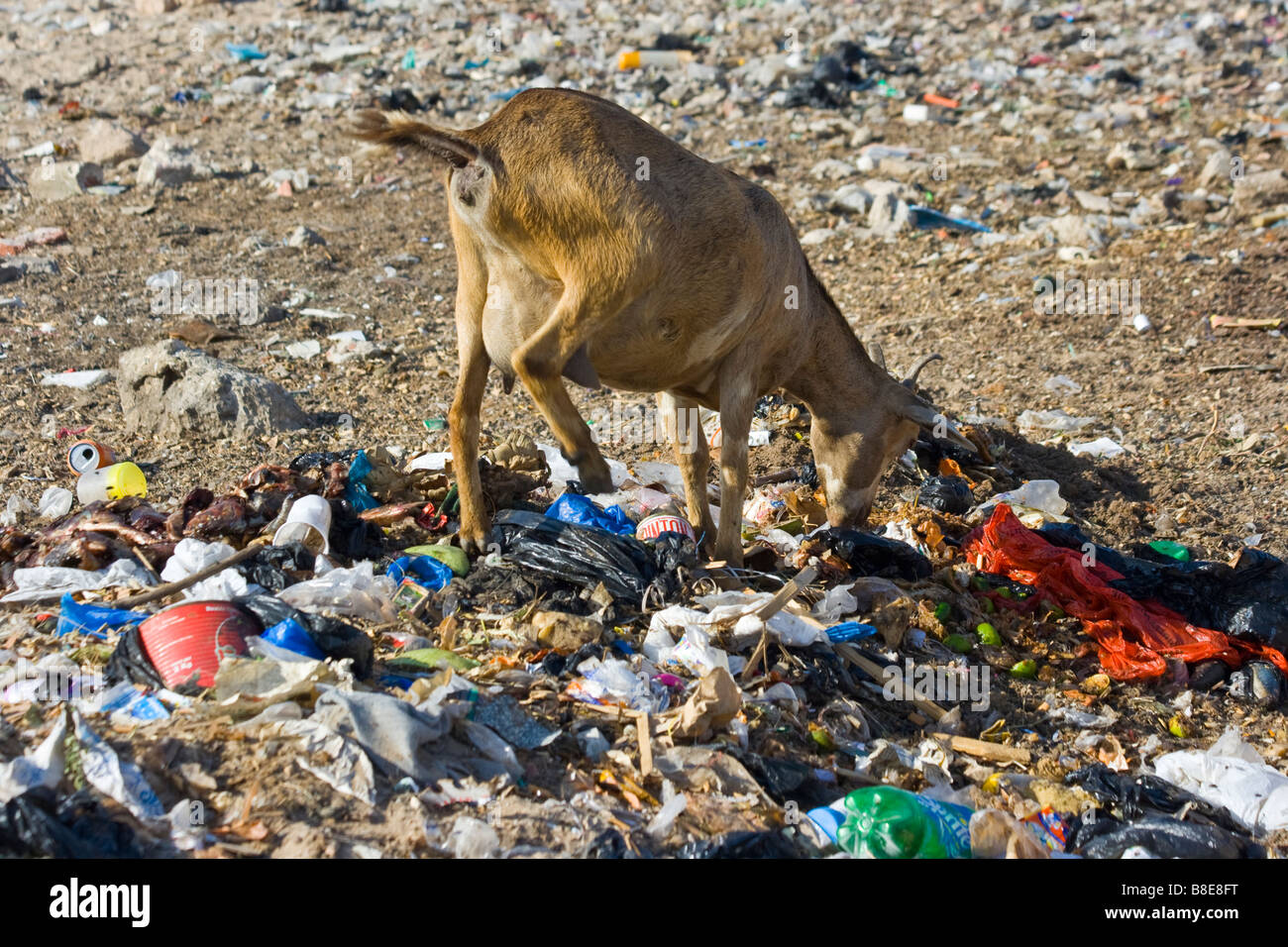 Mangiare capra Garbage in St Louis in Senegal Africa occidentale Foto Stock