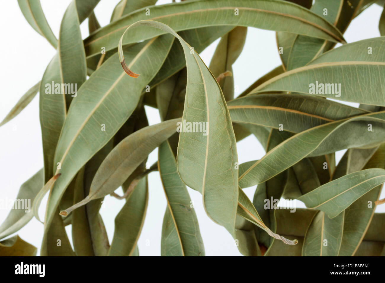 Fermo immagine di foglie di essiccazione Foto Stock