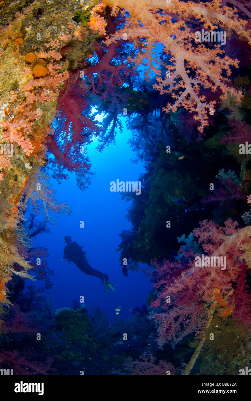 Scubadiver esplorare la ricca di coralli molli sulla crescita del relitto di Aida, fratello isole, Egitto Foto Stock
