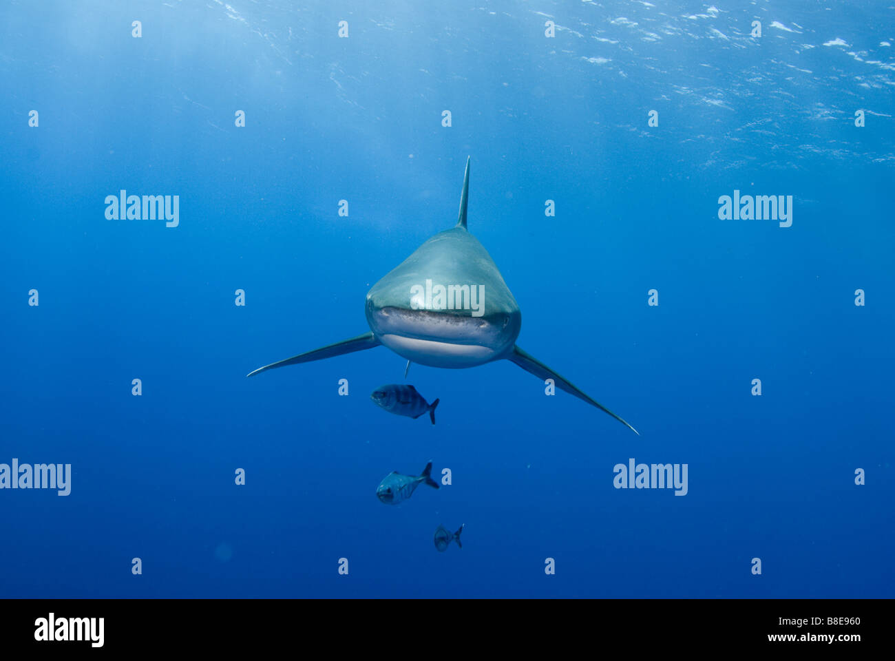 Oceanic white tip shark Foto Stock