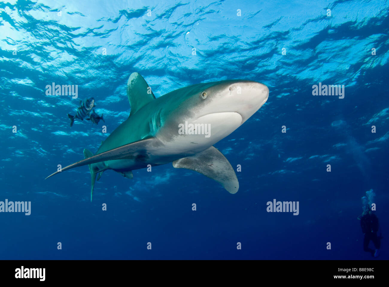 Oceanic white tip shark nel Mare Rosso Foto Stock