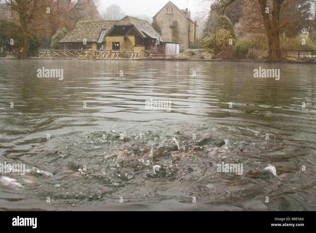 Trota di fiume Coln a Bibury allevamento di trote Foto Stock