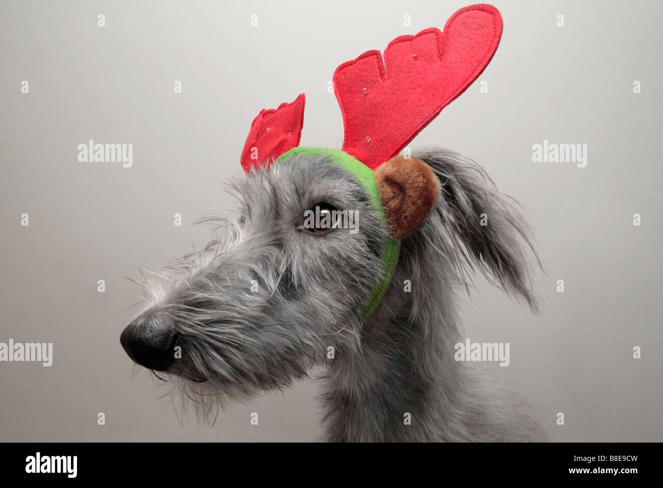 Immagine divertente di un Lurcher giocattolo con corna di renne. Foto Stock
