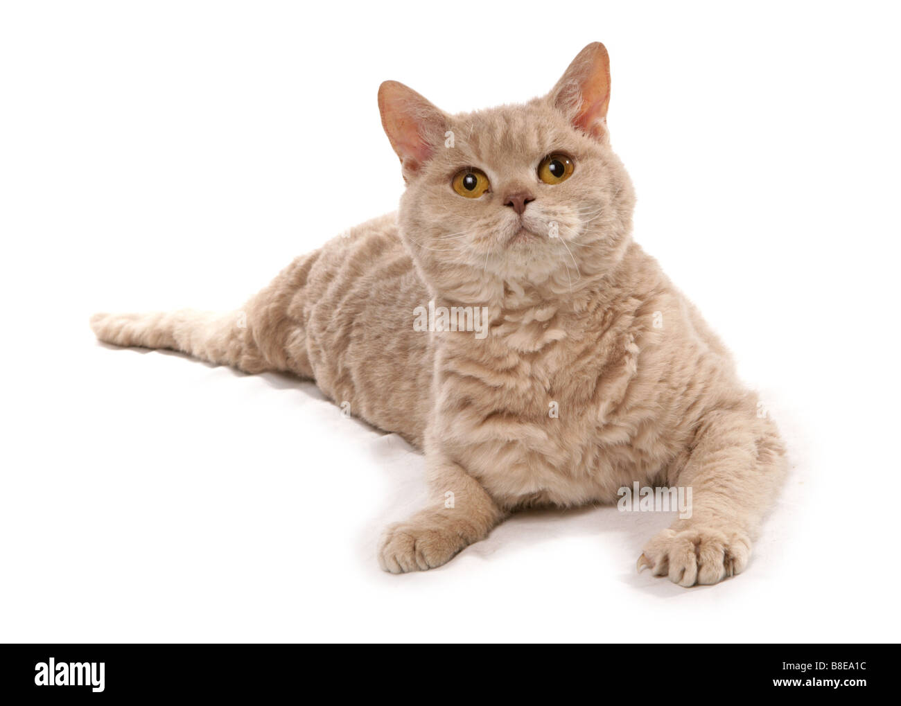 Fawn Golden ombreggiato di capelli corti Selkirk Rex Cat Studio di posa Foto Stock