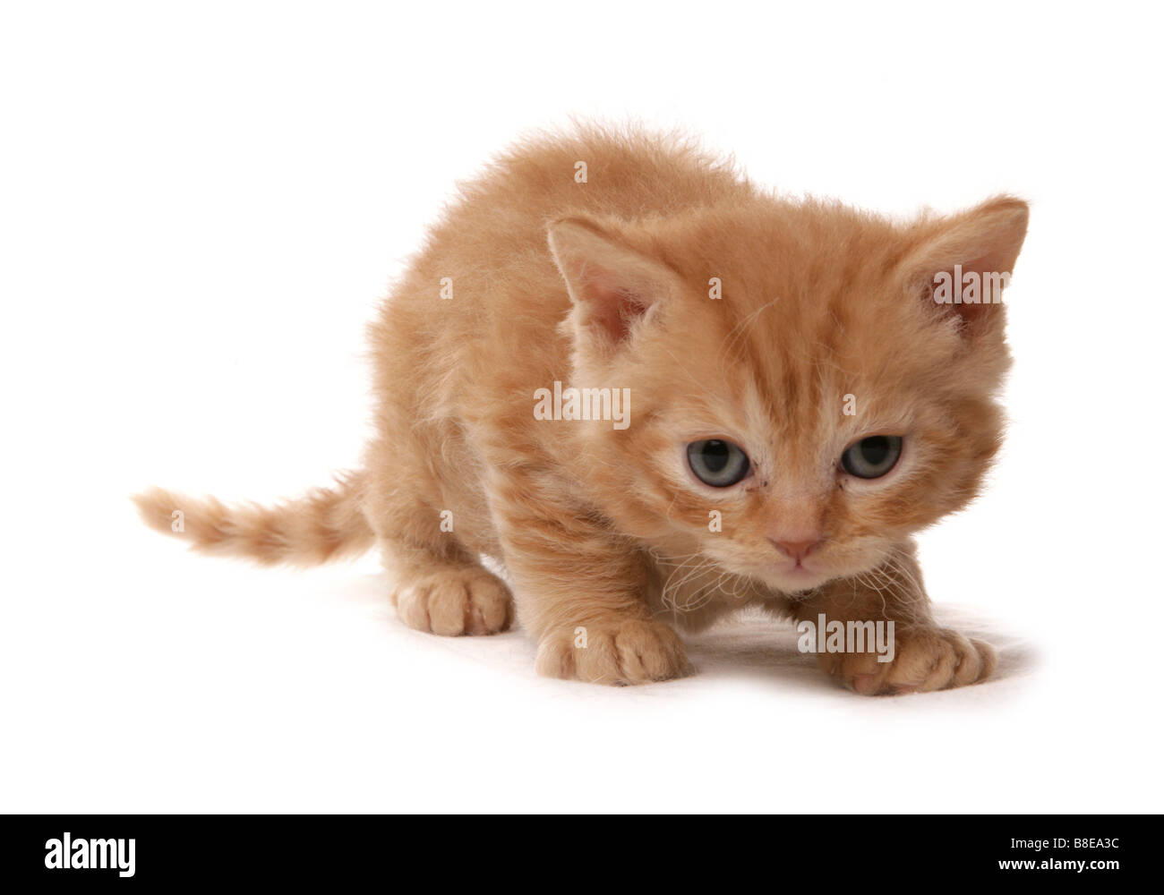 Selkirk Rex Kitten Portrait Studio Foto Stock