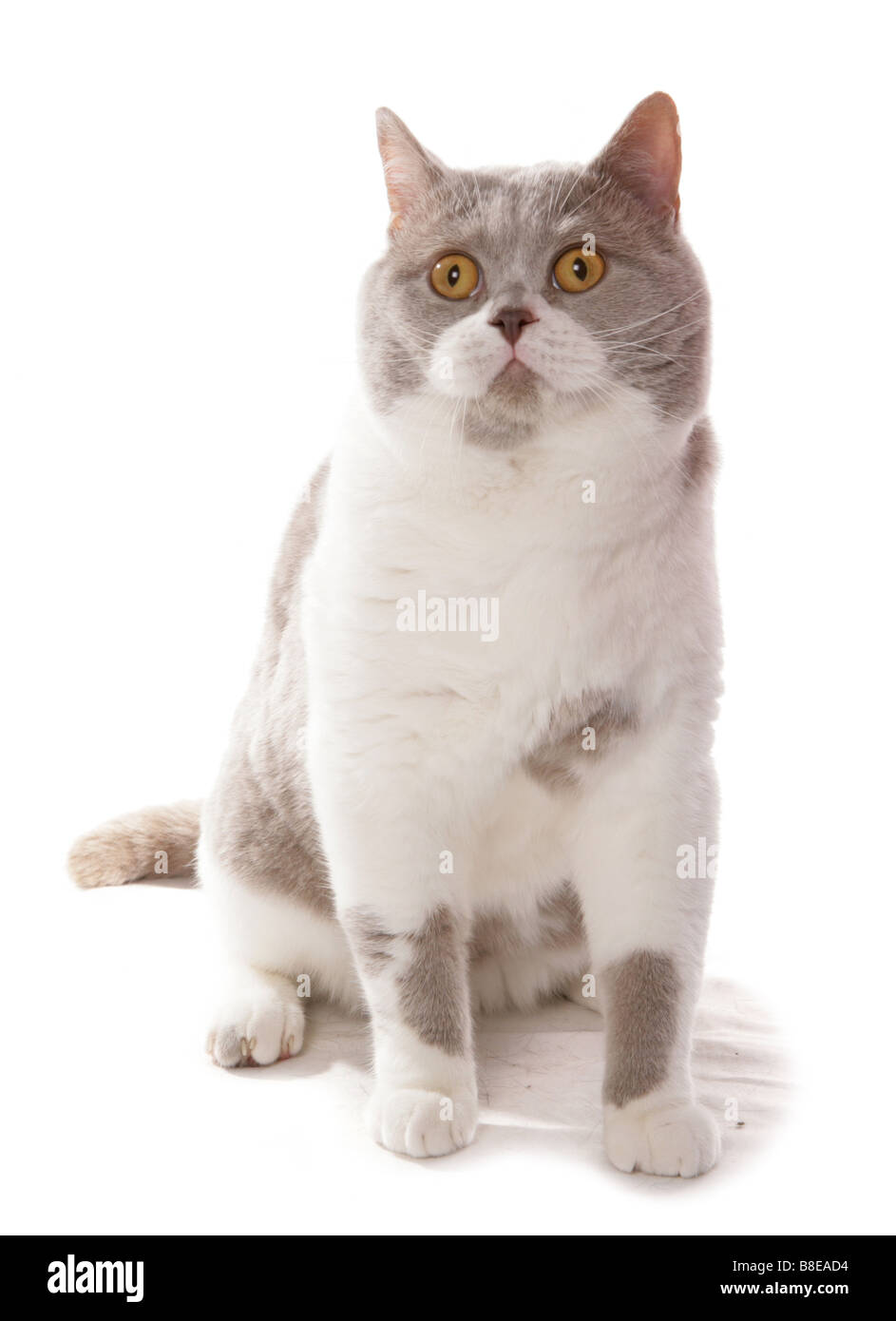 British Shorthair lilac e gatto bianco seduta ritratto Studio Foto Stock