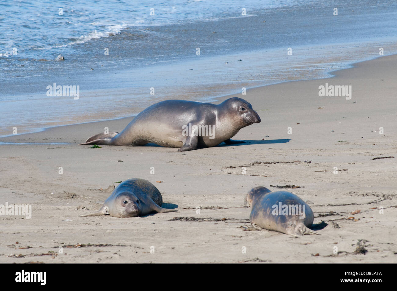Nördlicher vedere Elefant Mirounga angustirostris settentrionale guarnizione di elefante Foto Stock
