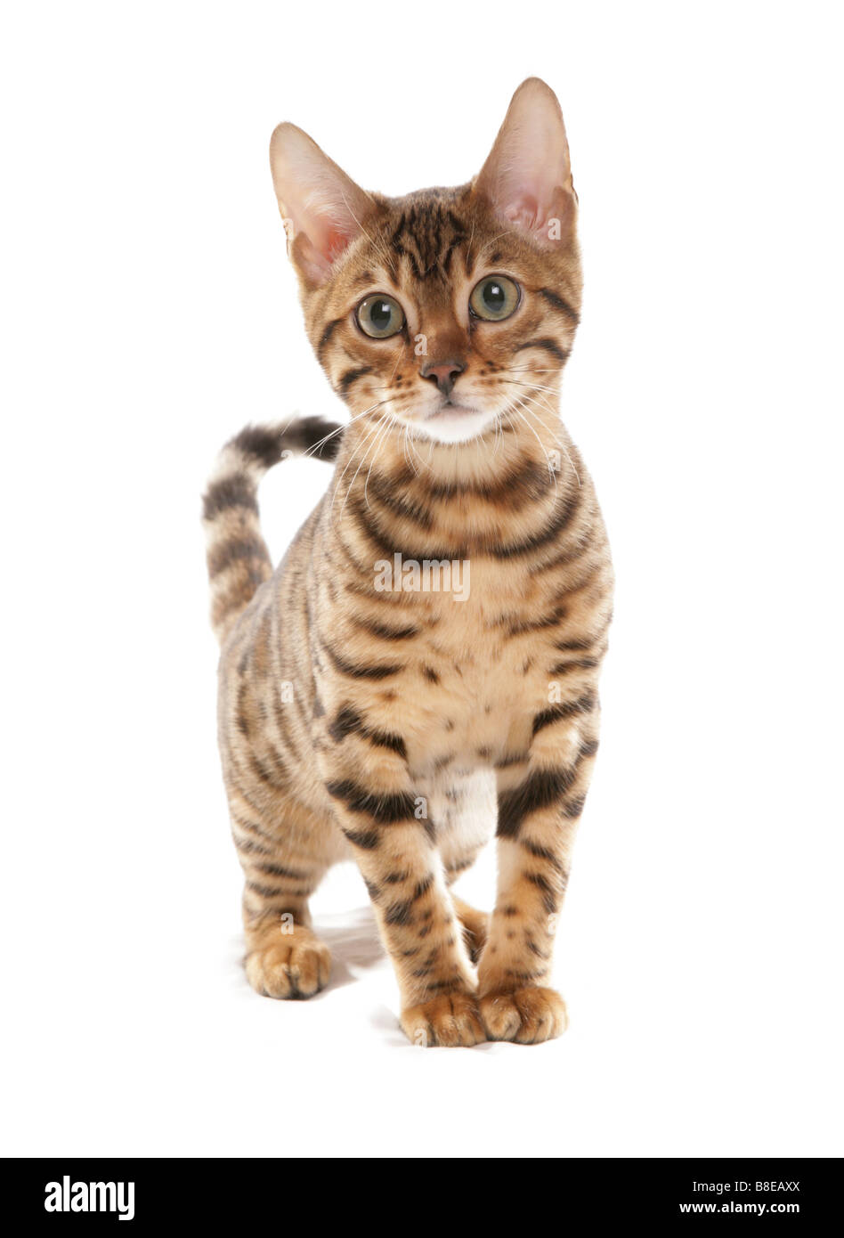 Rosettate Bengala gattino ritratto permanente di studio Foto Stock