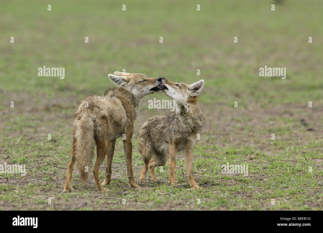 Golden jackal s sale riunioni Foto Stock