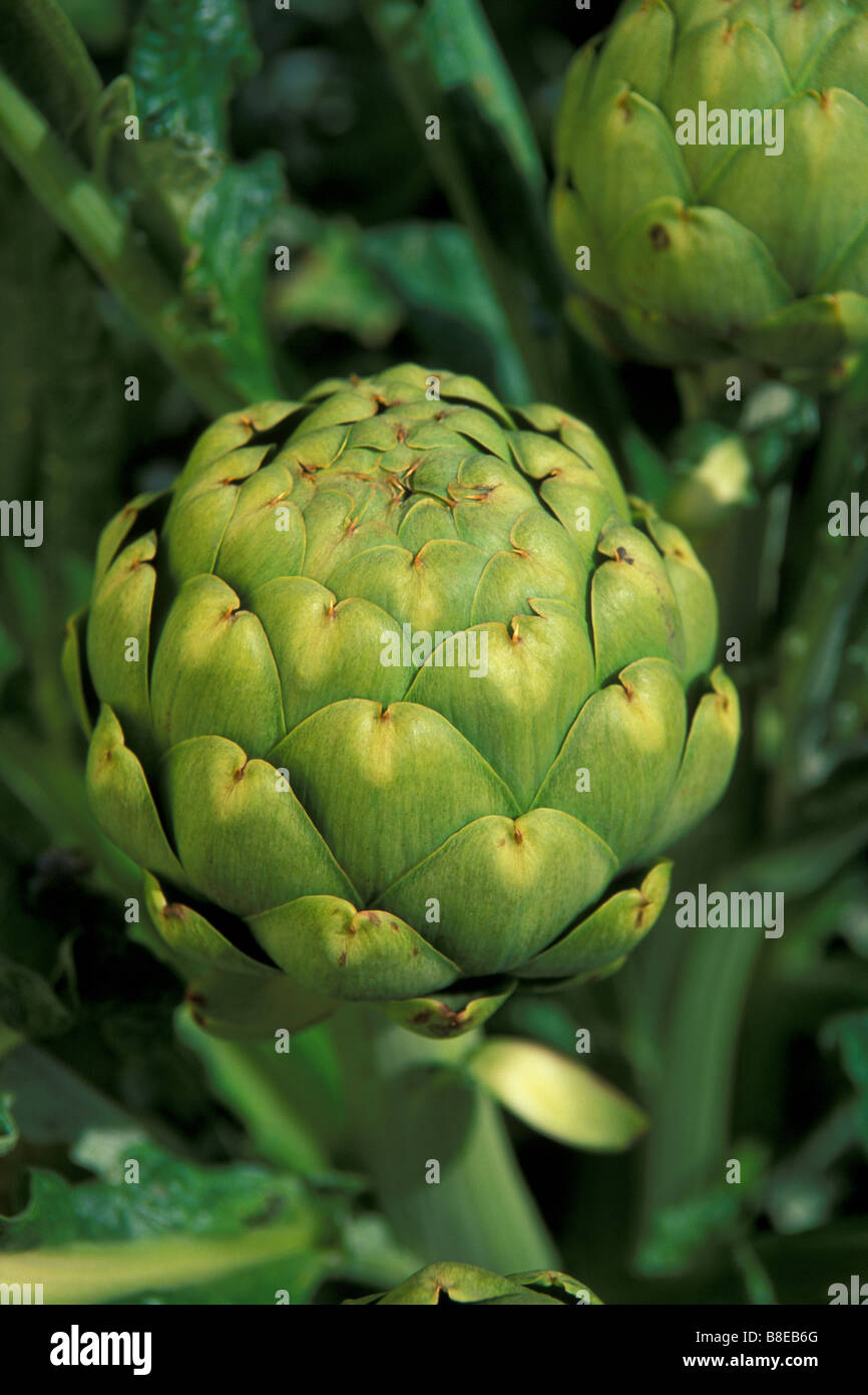 "Carciofi nel settore ' Foto Stock