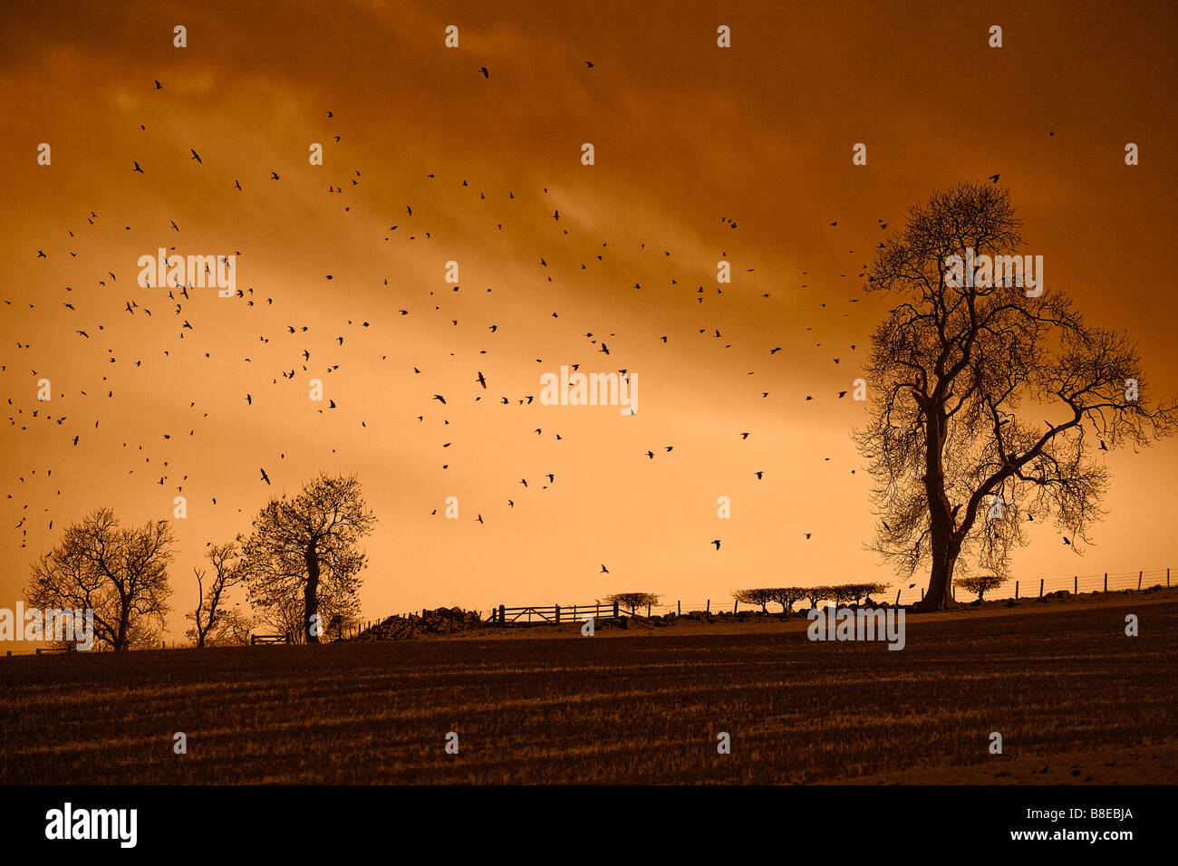 Rooks tornando a casa a roost. Scottish Borders. Foto Stock