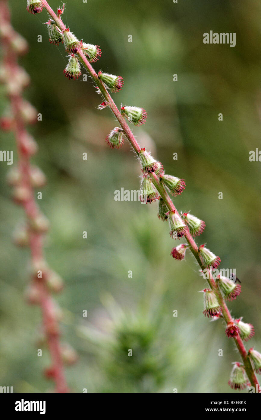 Close up dettaglio di artemisia, Artemisia vulgaris, in agosto presso Dorset Foto Stock