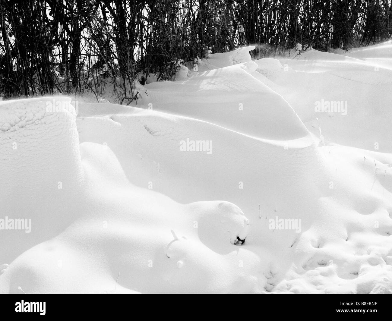Snow Drift nella siepe Foto Stock