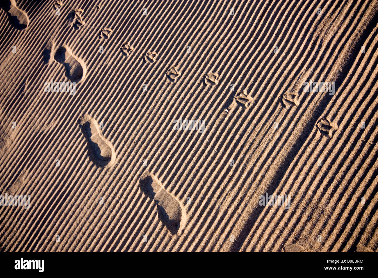 Impronte sulla sabbia di Albena in Bulgaria Foto Stock