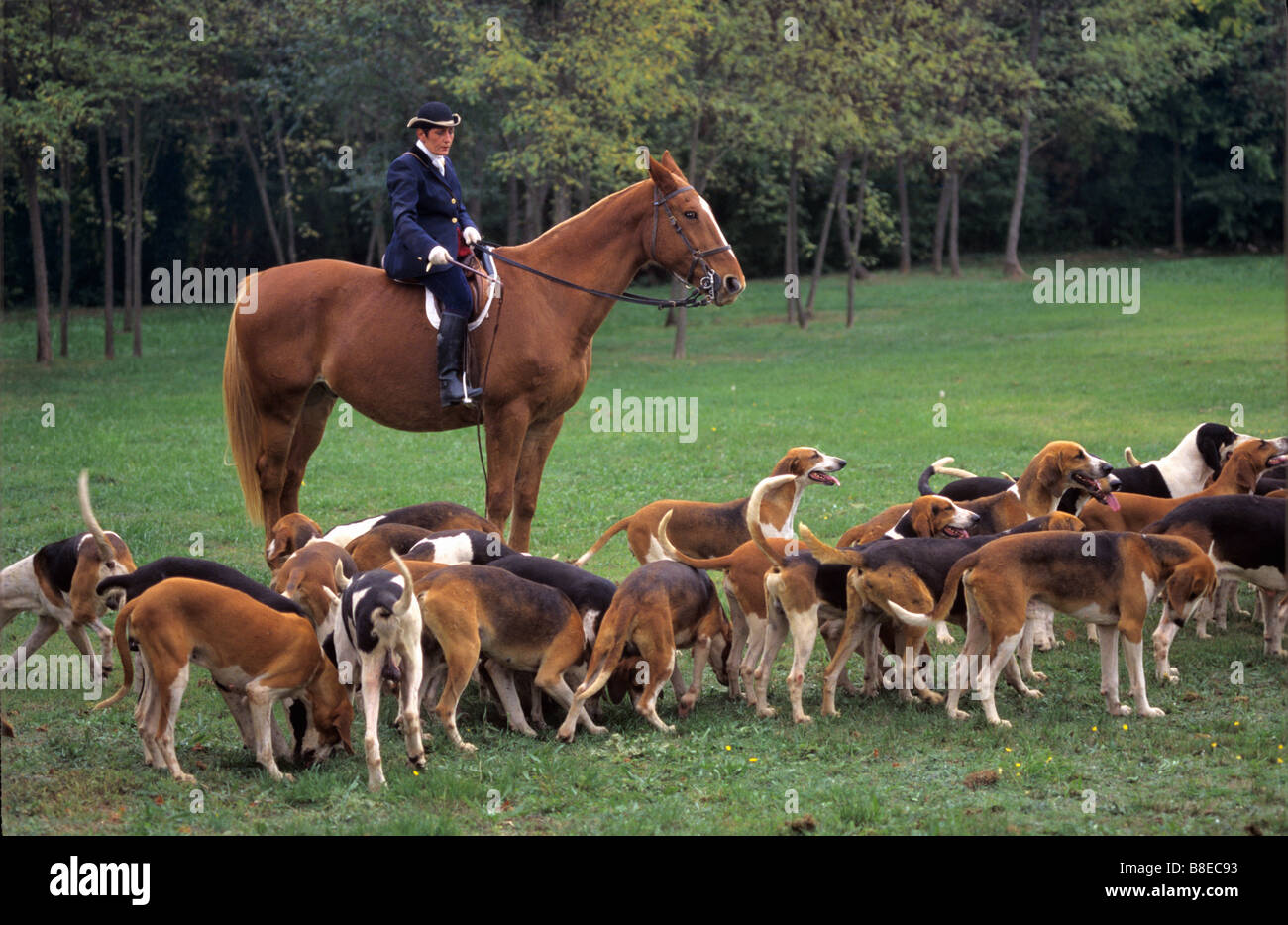 Il cacciatore francese o Huntswoman a cavallo & pack di cani da caccia o Hounds, Alpes-de-Haute-Provence, Francia Foto Stock