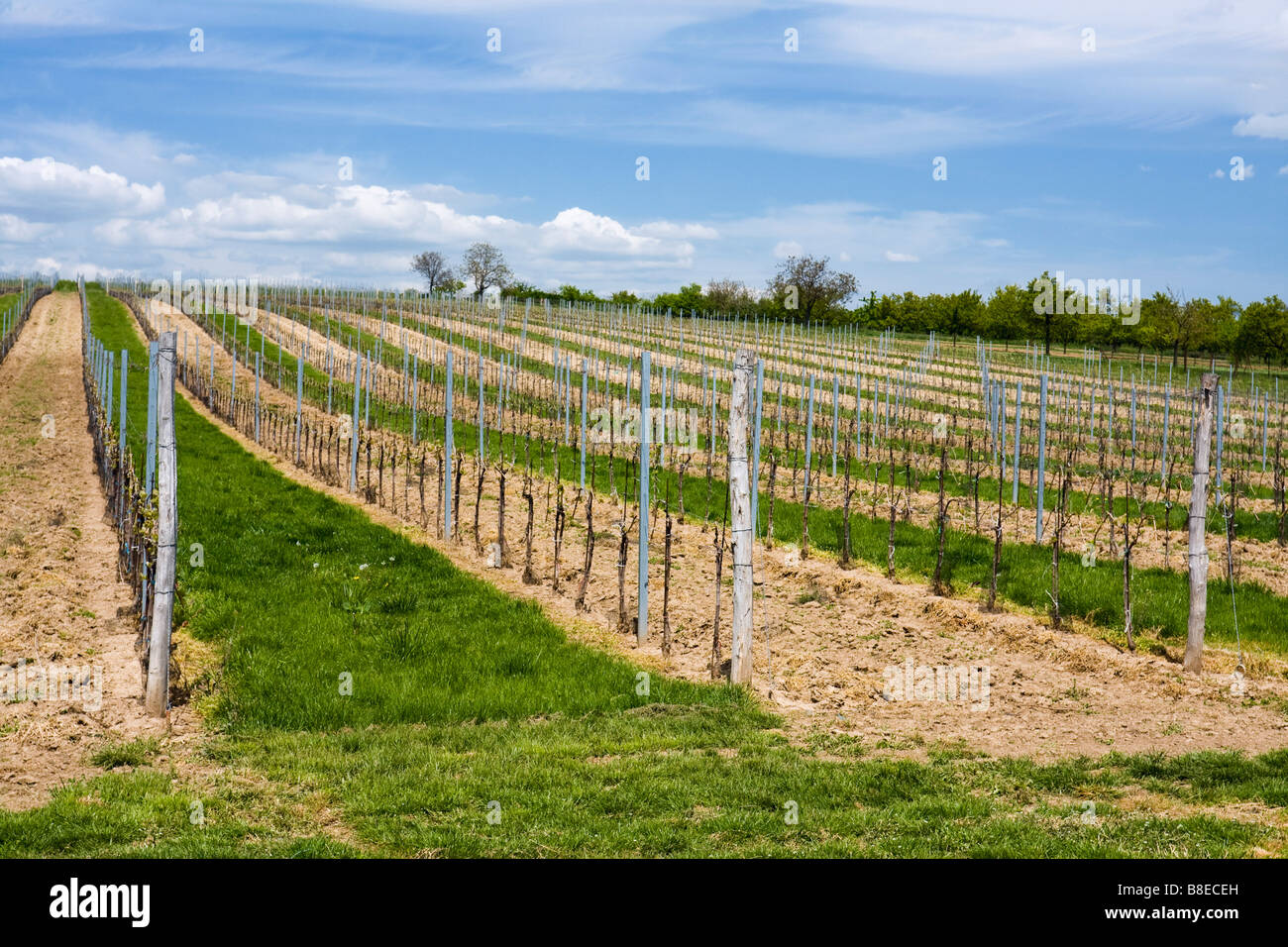 Cantina a molla vicino Miroslav distretto di Znojmo Moravia meridionale in Repubblica Ceca Europa Foto Stock