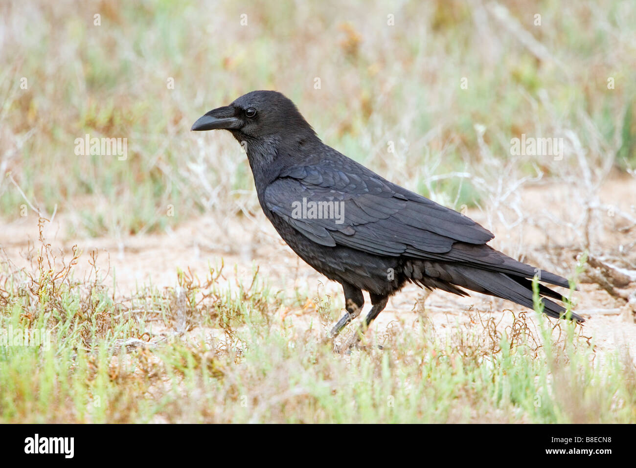 Raven del Chihuahuan Foto Stock