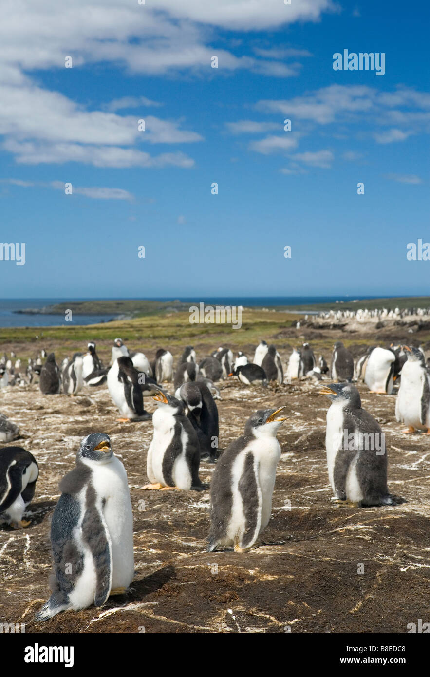 Pinguino Gentoo (Pygoscelis papua papua) sulle Isole Falkland. Foto Stock