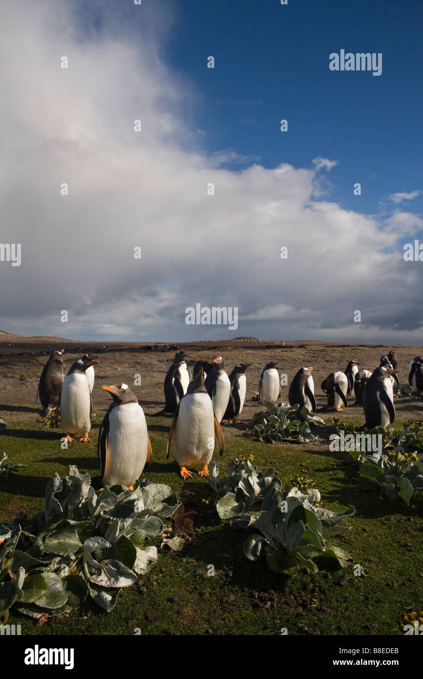 I pinguini di Gentoo (Pygoscelis papua papua) sul collo di Saunders Island, Isole Falkland Foto Stock