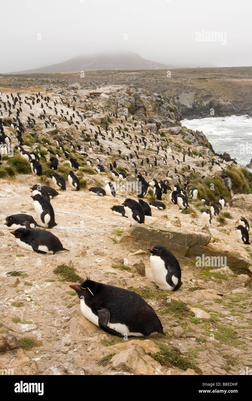 Pinguini saltaroccia (Eudyptes chrysocome chrysocome) sull isola di ghiaia, Isole Falkland Foto Stock