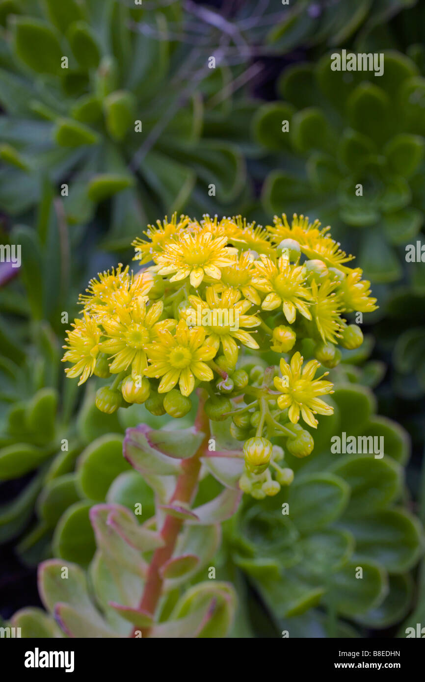 Fiore giallo isole Scilly Foto Stock