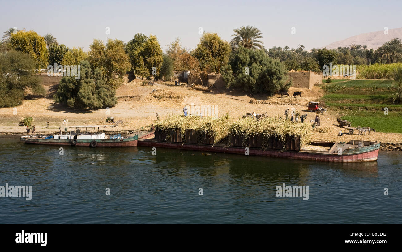 Coltivatori di canna da zucchero di caricamento in barca presso la banca del fiume Nilo in Egitto. Foto Stock