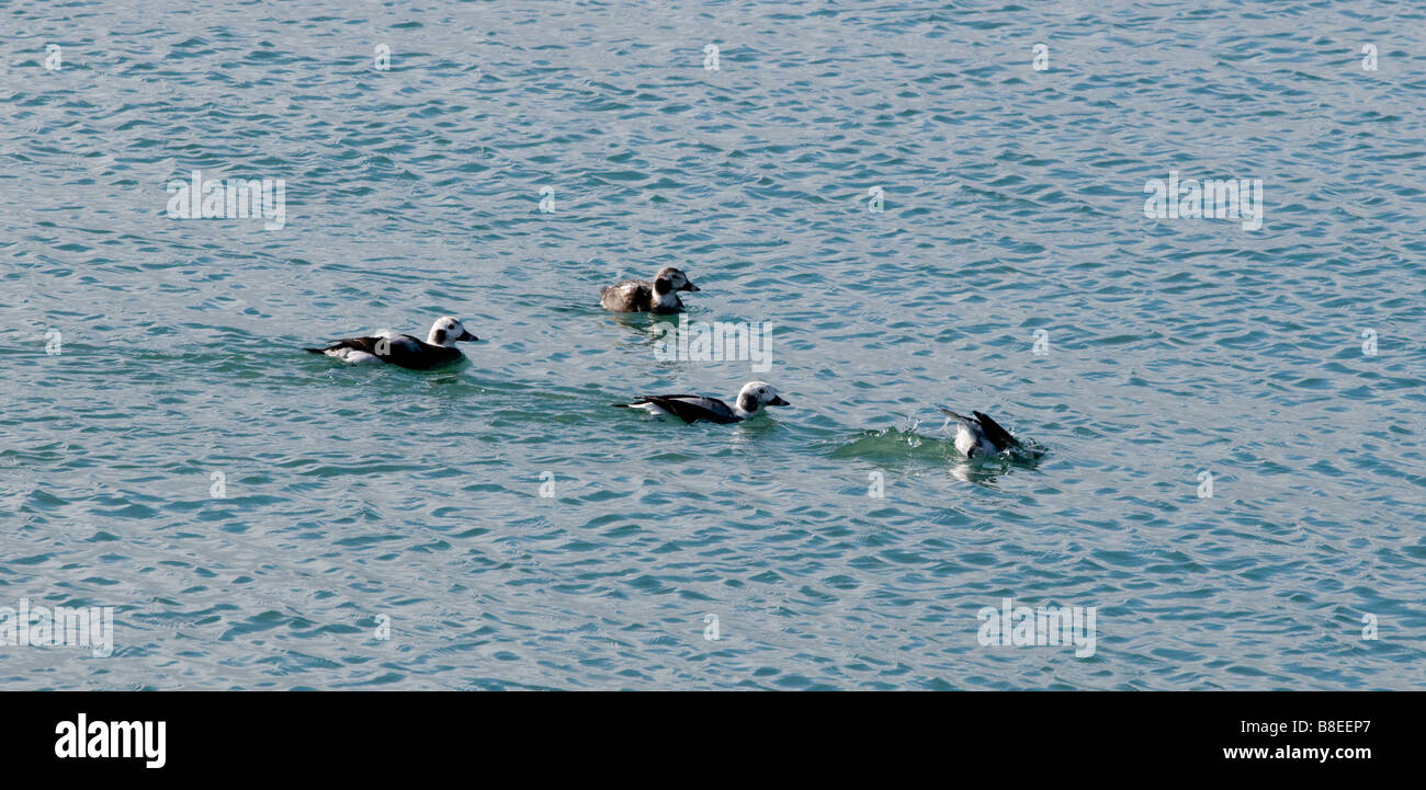 Quattro lunga coda di anatre ottima nel Lago Ontario vicino a Toronto uno immersioni subacquee Foto Stock