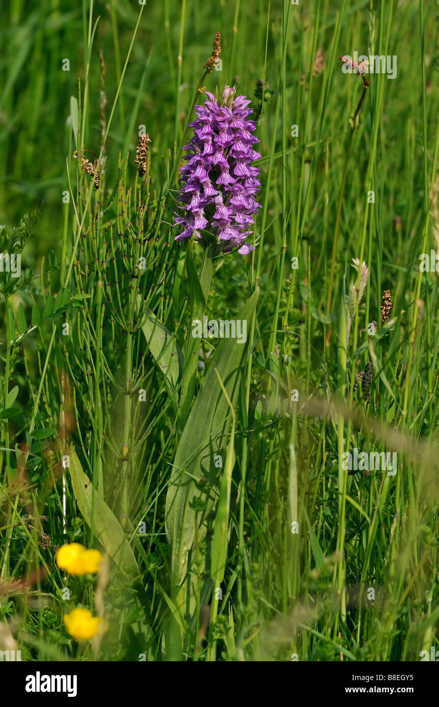 Southern Marsh orchidea Dactylorhiza Praetermissa nelle praterie umide habitat Foto Stock