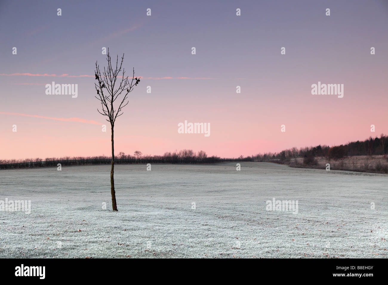 Unico albero giovane sul parco su un pupazzo di neve la mattina presto. Shipley Country Park Derbyshire Inghilterra Foto Stock