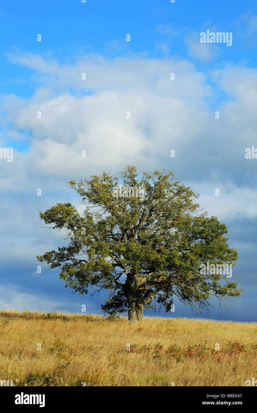 Vecchio e stagionato Rosso settentrionale quercia o Quercus rubra nel ranch in Haliburton County Ontario Canada Foto Stock