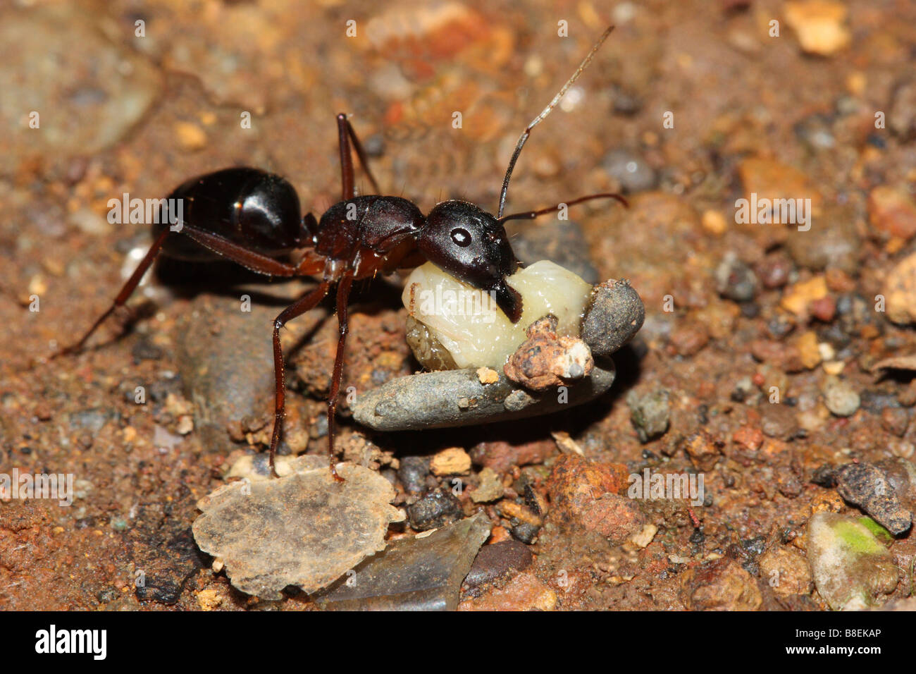Close-up di ant che trasportano derrate alimentari. Foto Stock