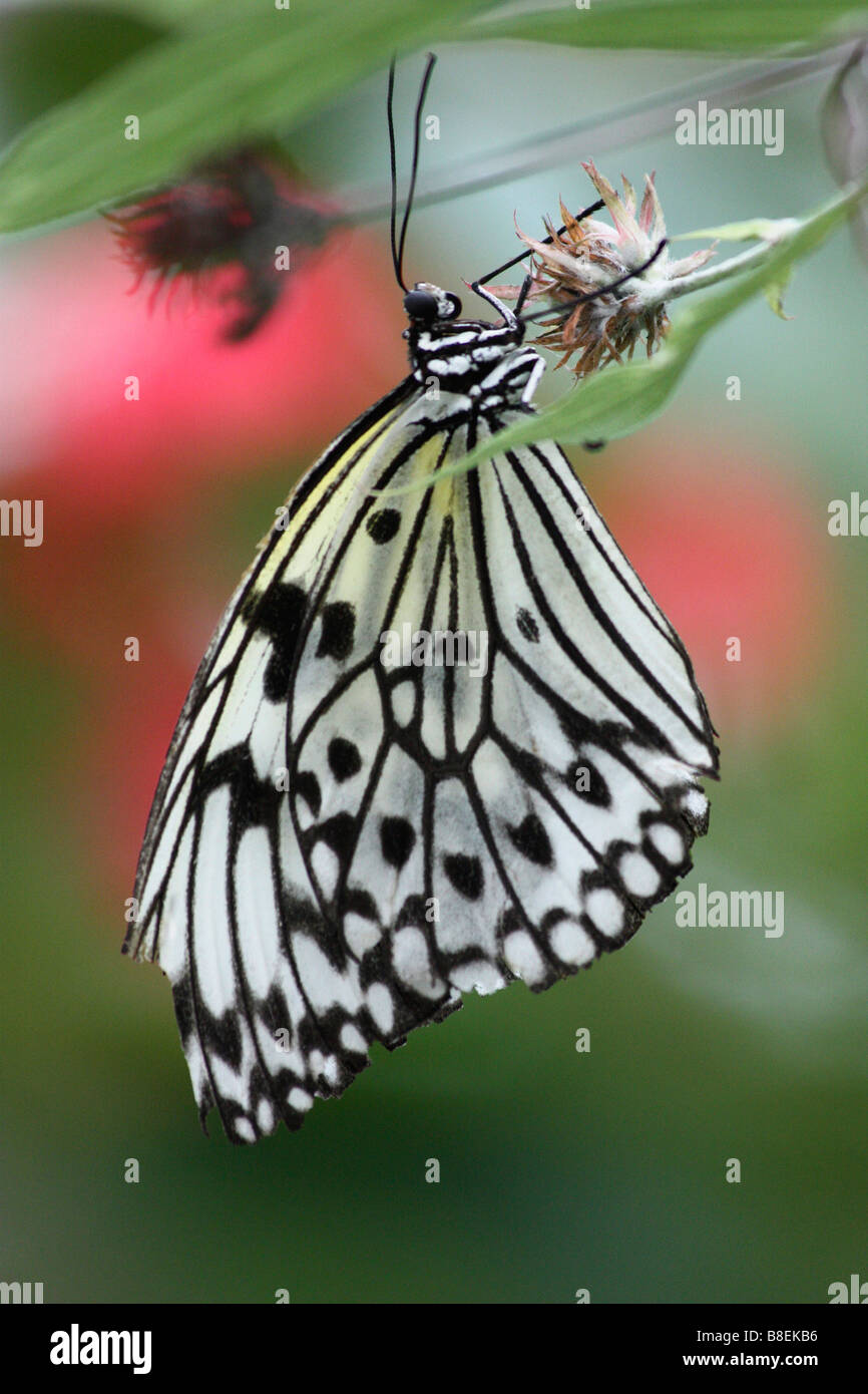 PIERROT COMUNE Castalius rosimon piccola farfalla che si trovano in India. Lycaenidae : Blues Foto Stock