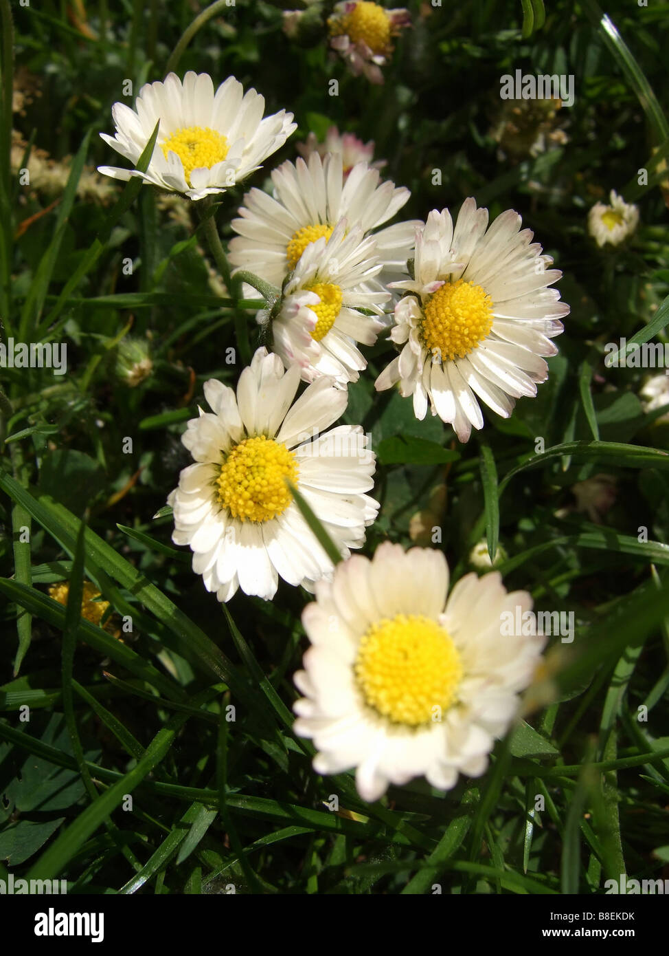 Close up di fiori a margherita Foto Stock