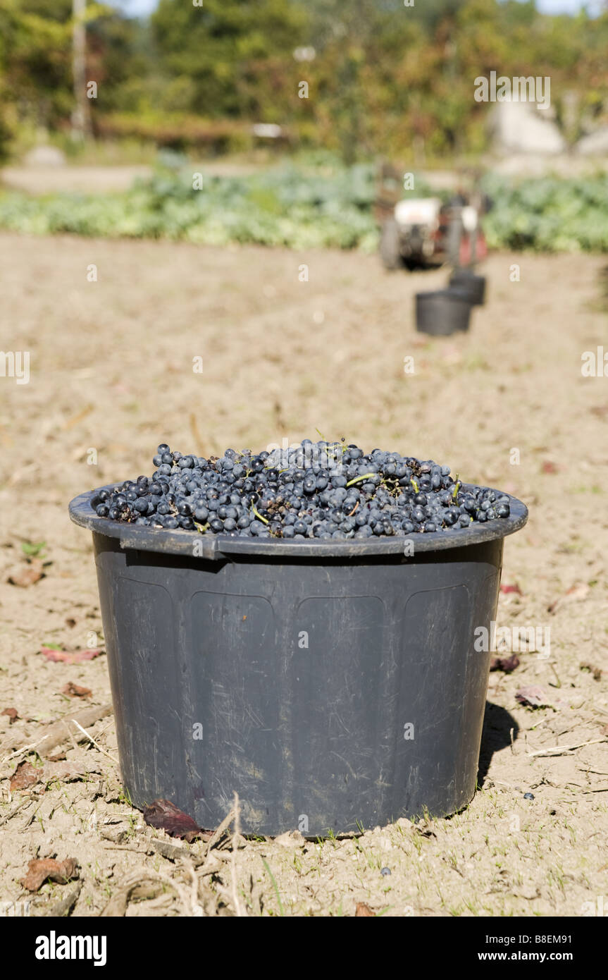 Cesto in plastica piena di uve rosse durante la stagione della cantina. Minho, Portogallo. Foto Stock