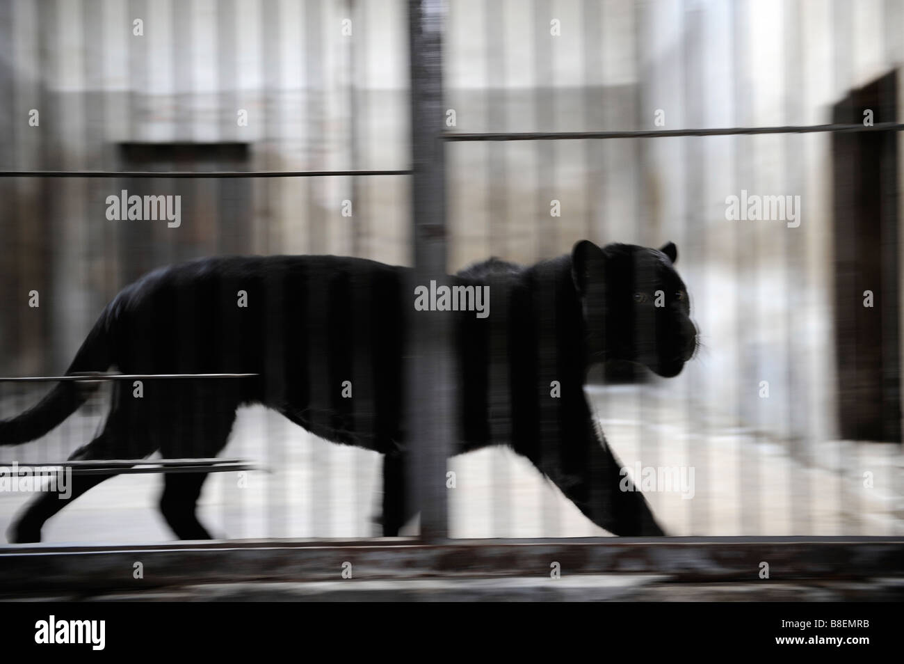 Caged Black Panther in allo Zoo di Pechino. Foto Stock