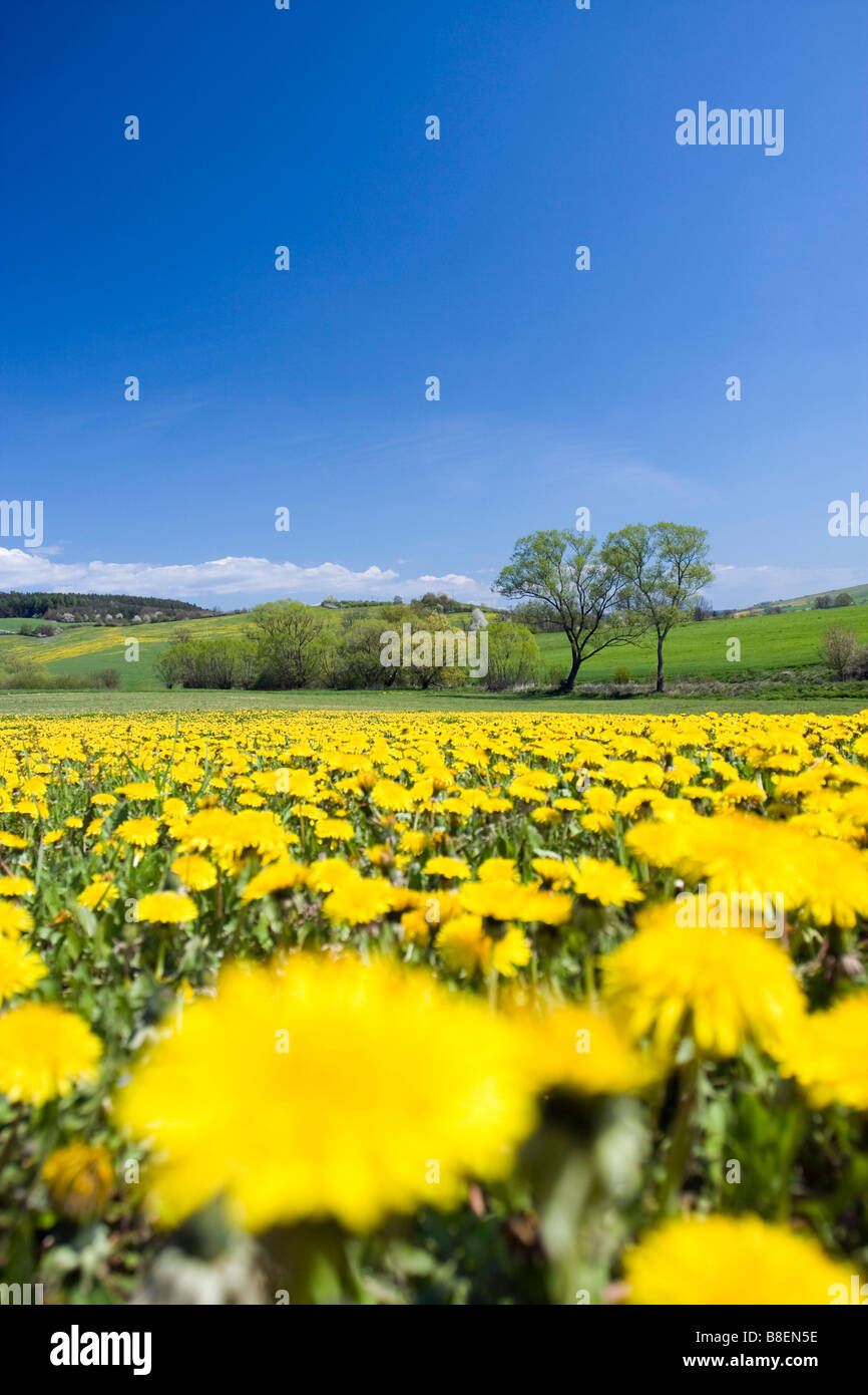 Paesaggio di primavera con il tarassaco Foto Stock