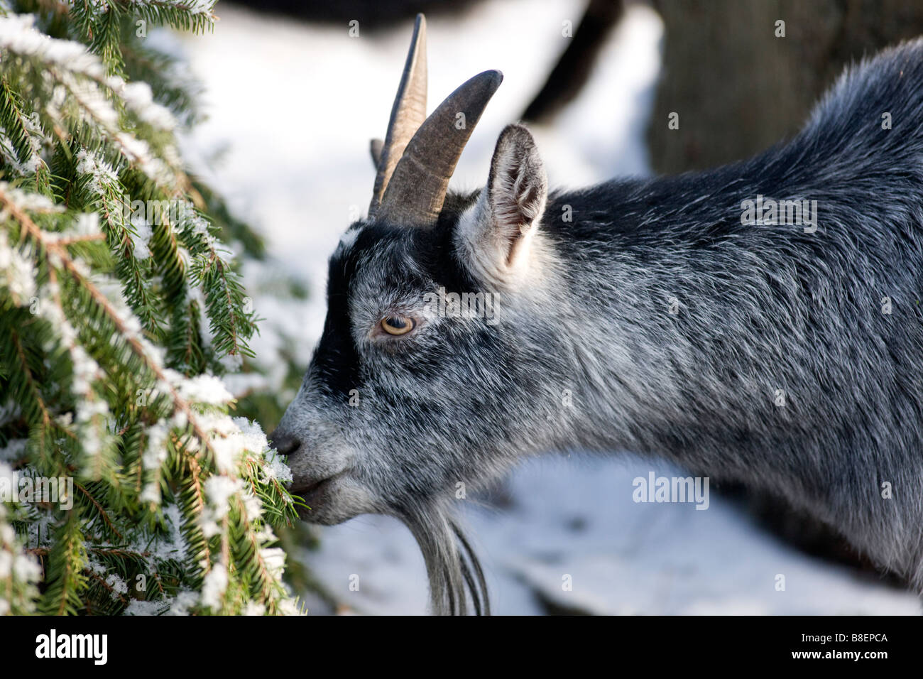 Capra in inverno Foto Stock