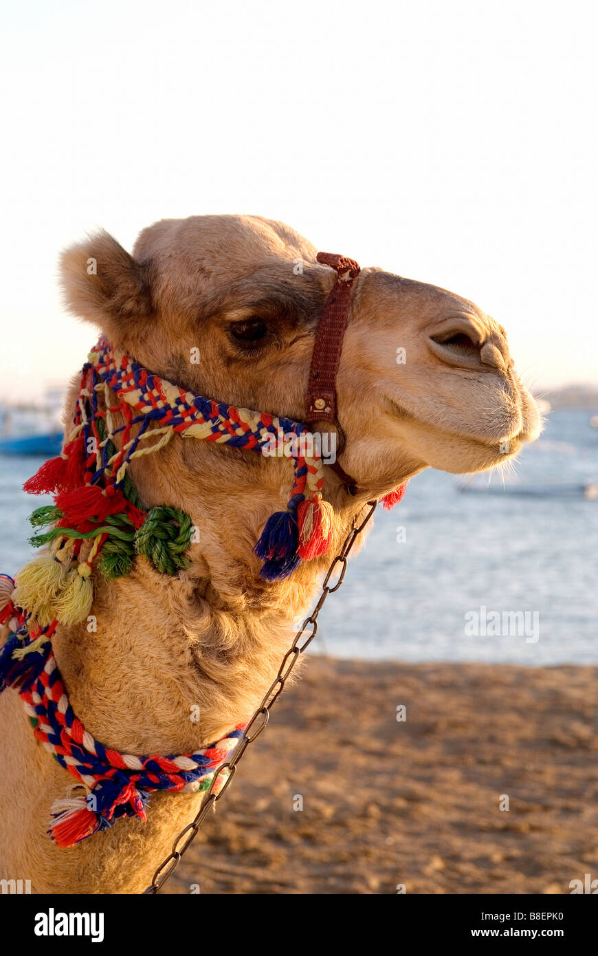 Primo piano di un cammello muso, Safaga, Egitto Foto Stock