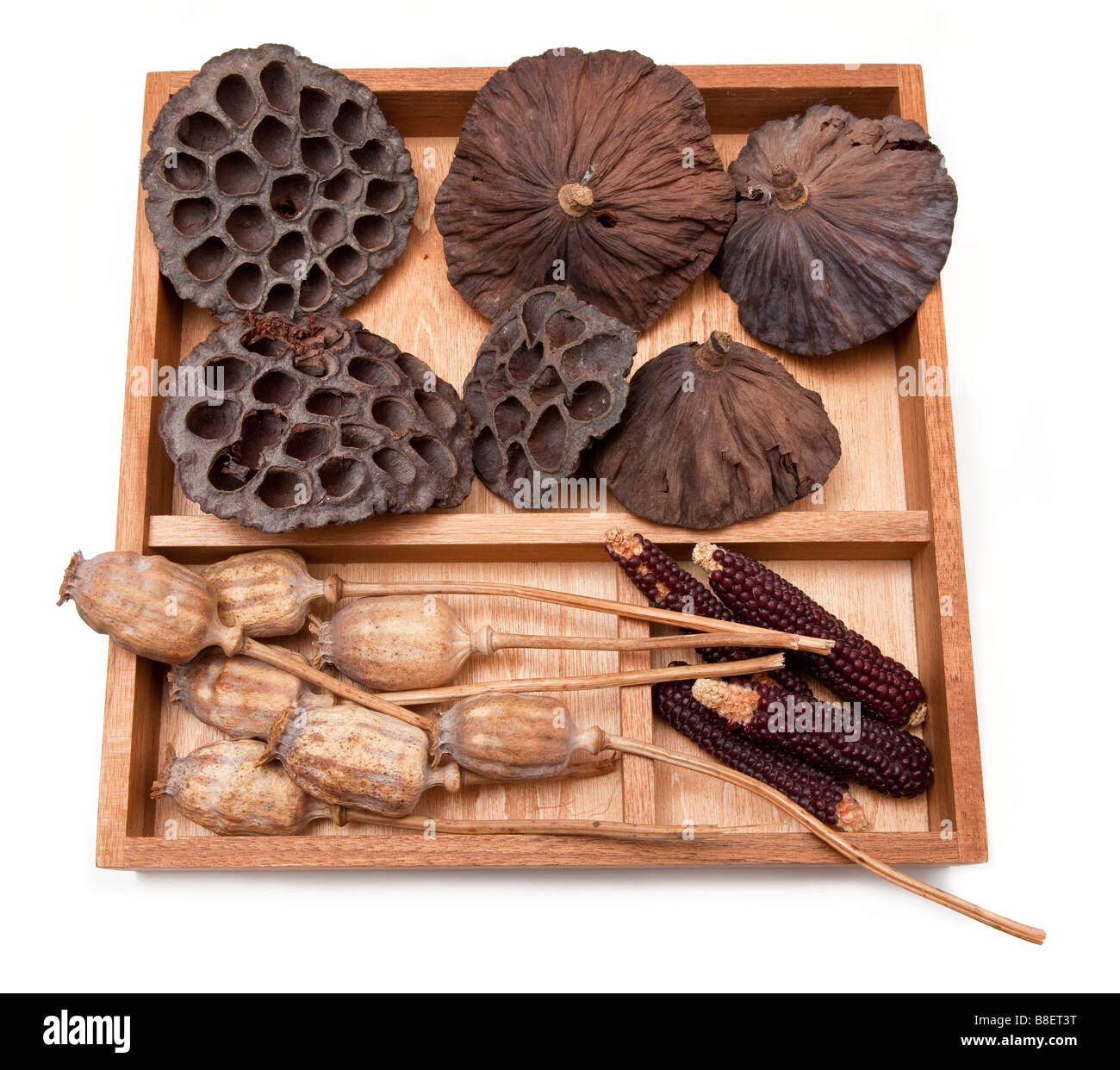 Raccolta di essiccato esemplari botanici Lotus testa teste di papavero mais ornamentali vassoio in legno Foto Stock