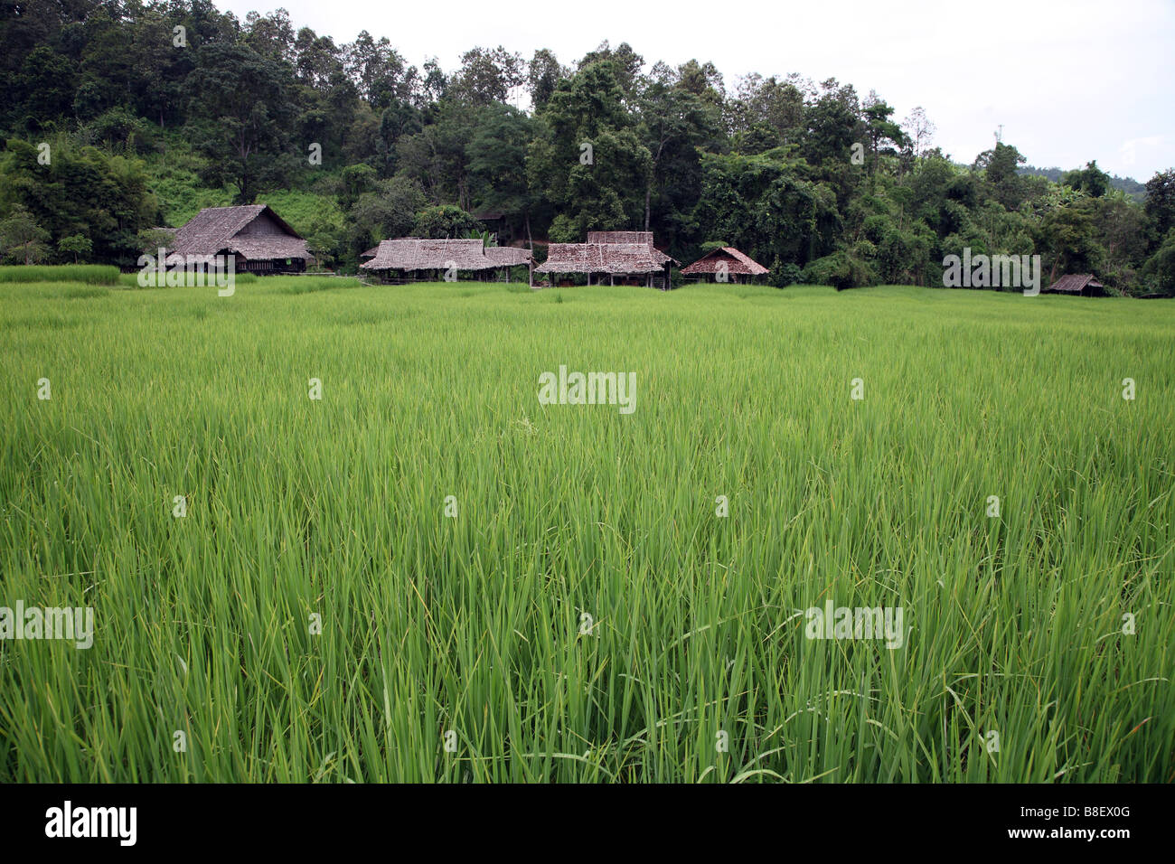 Thailandia Chiang Mai, Karen Hill Tribe village Foto Stock