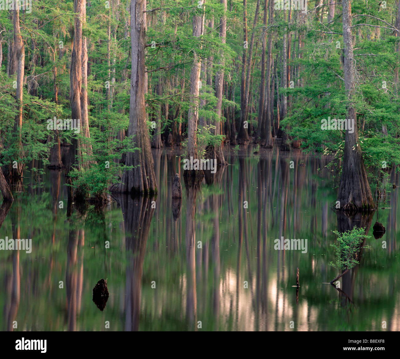 Baldcypress (Taxodium distichum) in Cochran fiume morto, superiore Pascagoula Wildlife Management Area, Mississippi Foto Stock