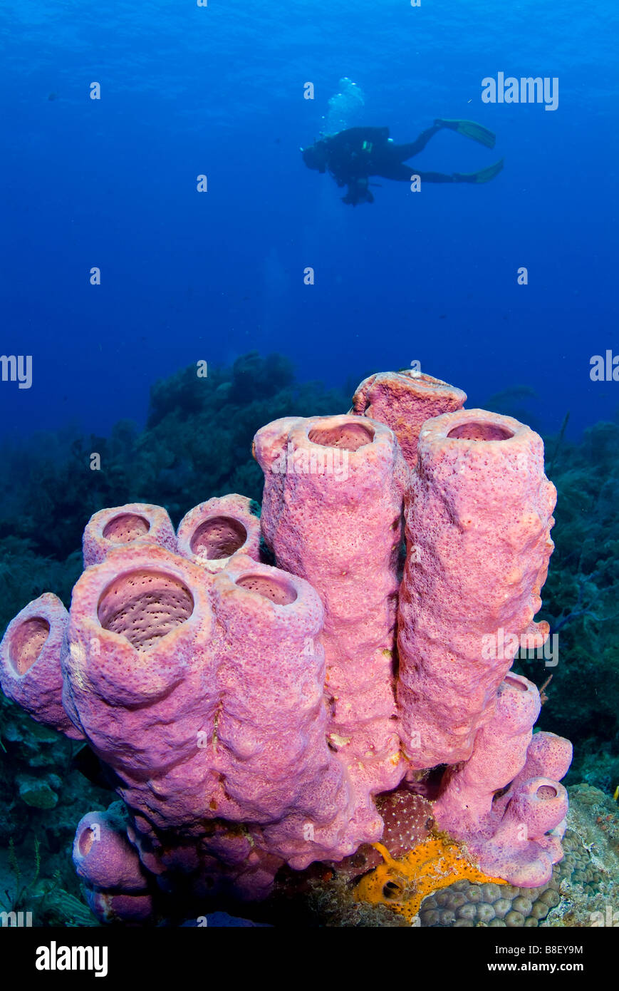 Tubo marrone spugna Agelas conifera sulla barriera corallina Bahamas Foto Stock