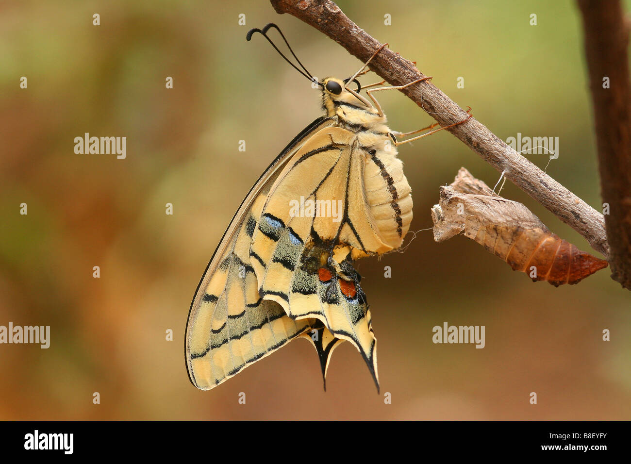 Il vecchio mondo a coda di rondine Papilio machaon farfalla che emerge dal suo bozzolo shot in Israele Estate Agosto Foto Stock