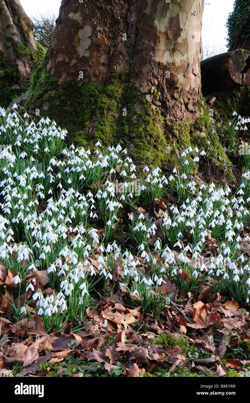 Snowdrops aginst una mossy tronco di albero Carmarthenshire Galles Foto Stock