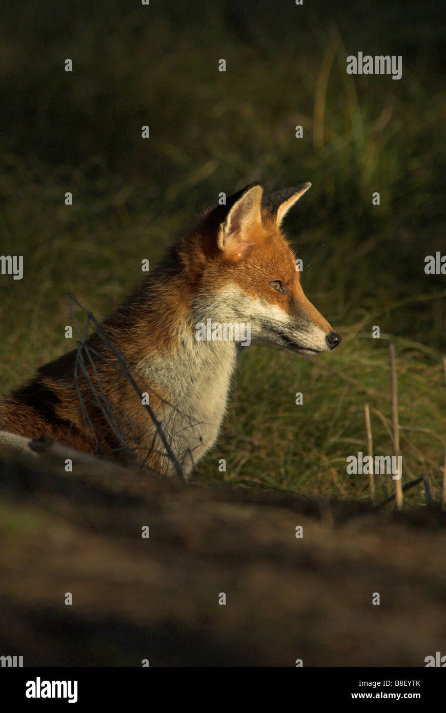 Cane volpe ( Vulpes vulpes vulpes) Foto Stock